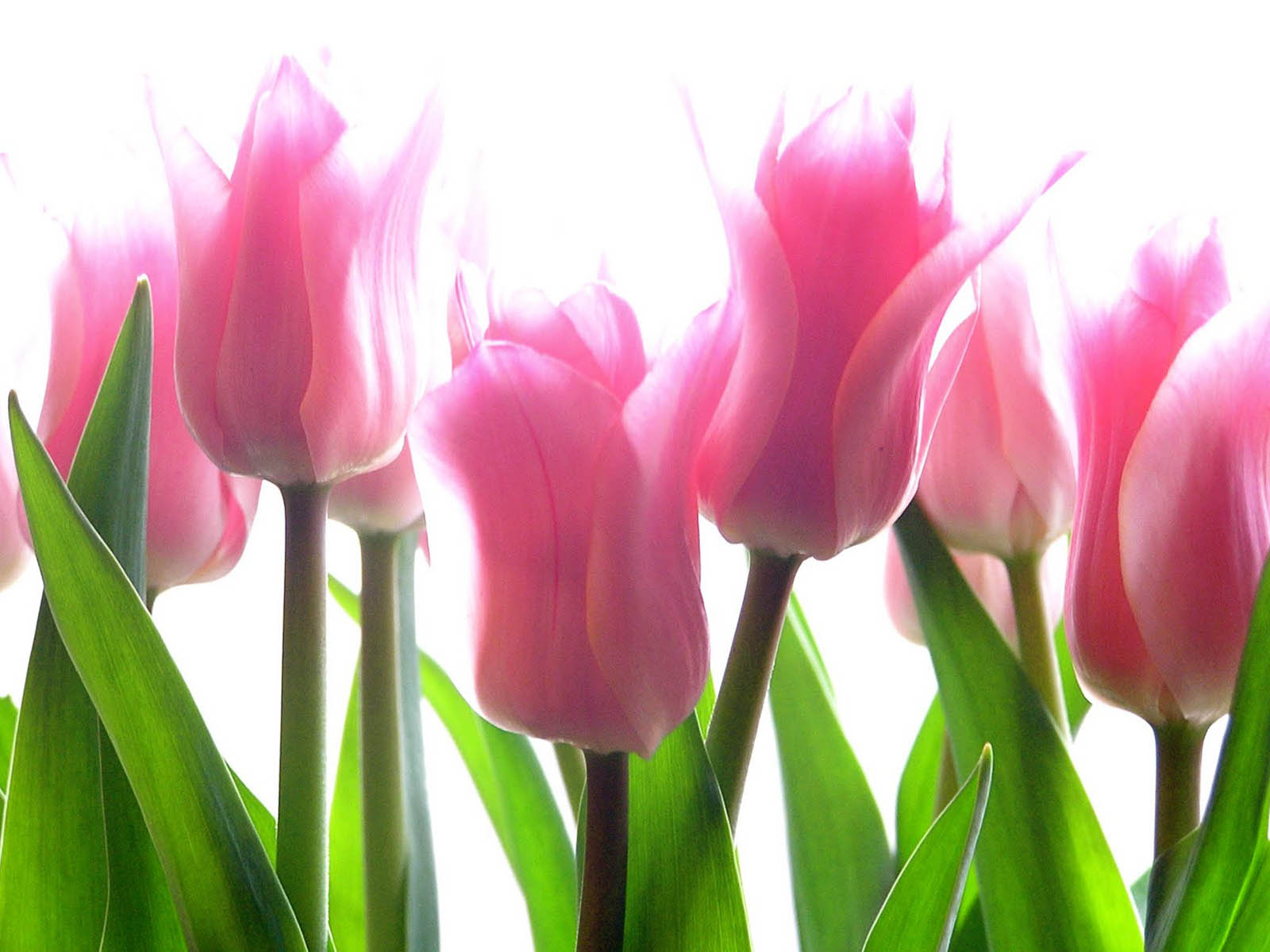 Pink Tulip Flower-03